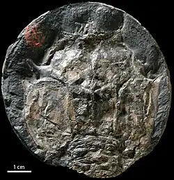 Eryon ellipticus