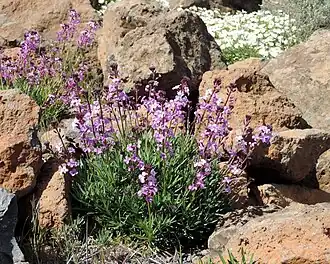 Description de l'image Erysimum bicolor kz1.JPG.