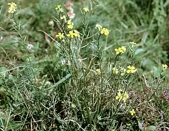 Description de l'image Erysimum crepidifolium W.jpg.