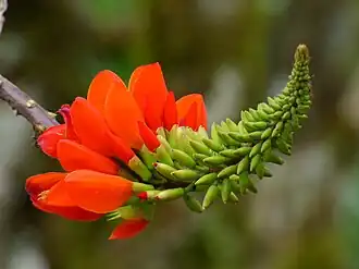 Description de l'image Erythrina edulis by Alejandro Bayer Tamayo.jpg.