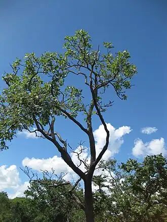 Description de l'image Erythrina haerdii.jpg.