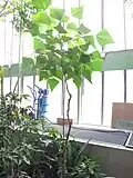 Individu au Jardin des plantes de Paris.