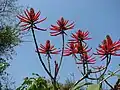 Fleurs (entourées de feuilles d'autres plantes).