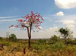 Arbre en fleur, sans feuille.