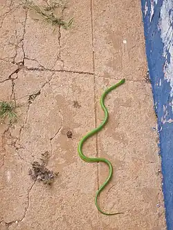 photo d'un serpent vert sur un sol carrelé