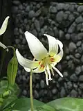 Erythronium 'White Beauty'