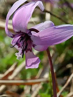 Fleur