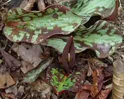 Feuilles à motifs sombres et bourgeon commençant à éclore