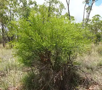 Description de l'image Erythroxylum australe.jpg.