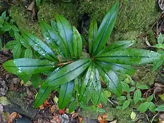 Description de l'image Erythroxylum laurifolium 106225438.jpg.