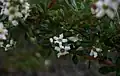Escallonia virgata.