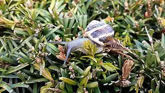 Escargot des bois sur une haie.