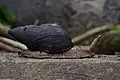 Lissachatina fulica, juillet 2022.