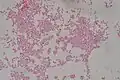 E. coli en culture pure