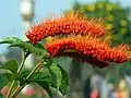 Inflorescences de Combretum rotundifolium.