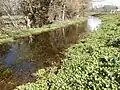 L'Escrebieux le 9 avril 2013 à Esquerchin