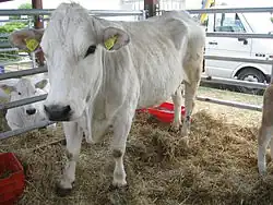 Image illustrative de l’article Marchigiana
