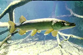 Brochet.