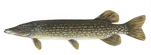 Brochet.