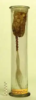 Hyalonema sp. (Hyalonematidae)