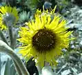 Espeletia grandiflora(Sottotribù Espeletiinae)