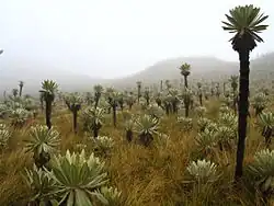 Espeletia pycnophylla(Sottotribù Espeletiinae)