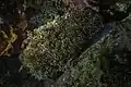 Colonie de Serpula vermicularis.