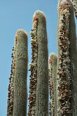 céphalium latéral de Espostoa lanata
