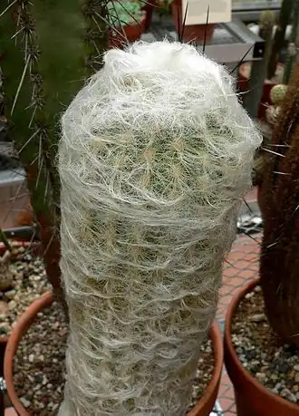 Description de l'image Espostoa lanata var gracilis 2.jpg.