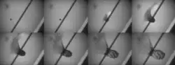 Séries de photographies en noir et blanc montrant la progression d'un projectile sur une plaque.