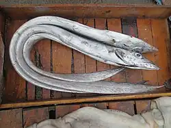 Lepidopus caudatus