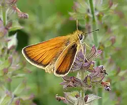 Thymelicus lineola