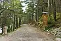 La forêt de part et d'autre de la route d'accès au lac.