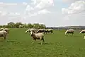 Béliers de la race ovine de l'Est à laine mérinos.