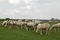 Elevage Simon à Prény (Meurthe-et-Moselle)