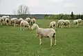 Ovins de la race ovine de l'Est à laine mérinos