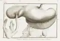 Dessin en noir et blanc, l'estomac prenant la majeure partie de l'image.