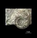 Discoceras odini