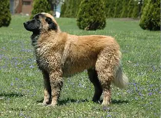 Jeune chien de la Serra Estrela.