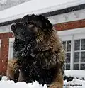 Chien de la Serra da Estrela