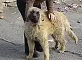 Un chien de la Serra da Estrela jaune.