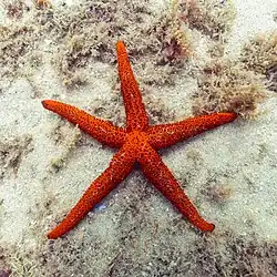 Echinaster sepositus (Spinulosacea).