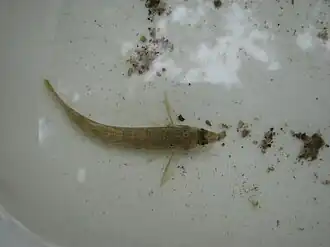 Description de l'image Etheostoma olmstedi in basin.jpg.
