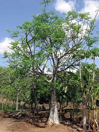 Description de l'image Ethiopia - Mature Moringa stenopetala tree - March 2011.jpg.