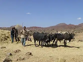 Ethiopie, région Tigray, près de Samre, au sud de Mékélé : battage du teff (Eragrostis tef)