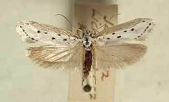 Ethmia terminella