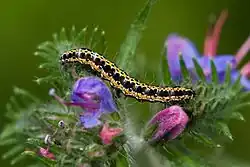 Chenille