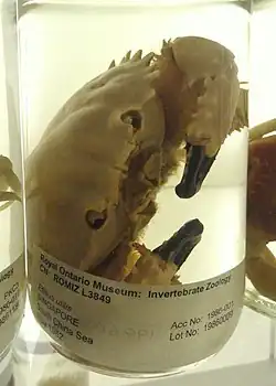 Etisus utilis