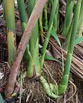 Rhizomes et jeunes pousses.