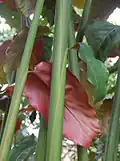 La face inférieure des feuilles est rougeâtre.